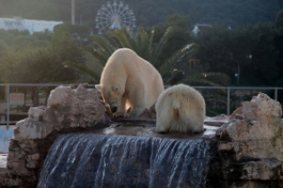 L'orsa polare Dea allo Zoosafari